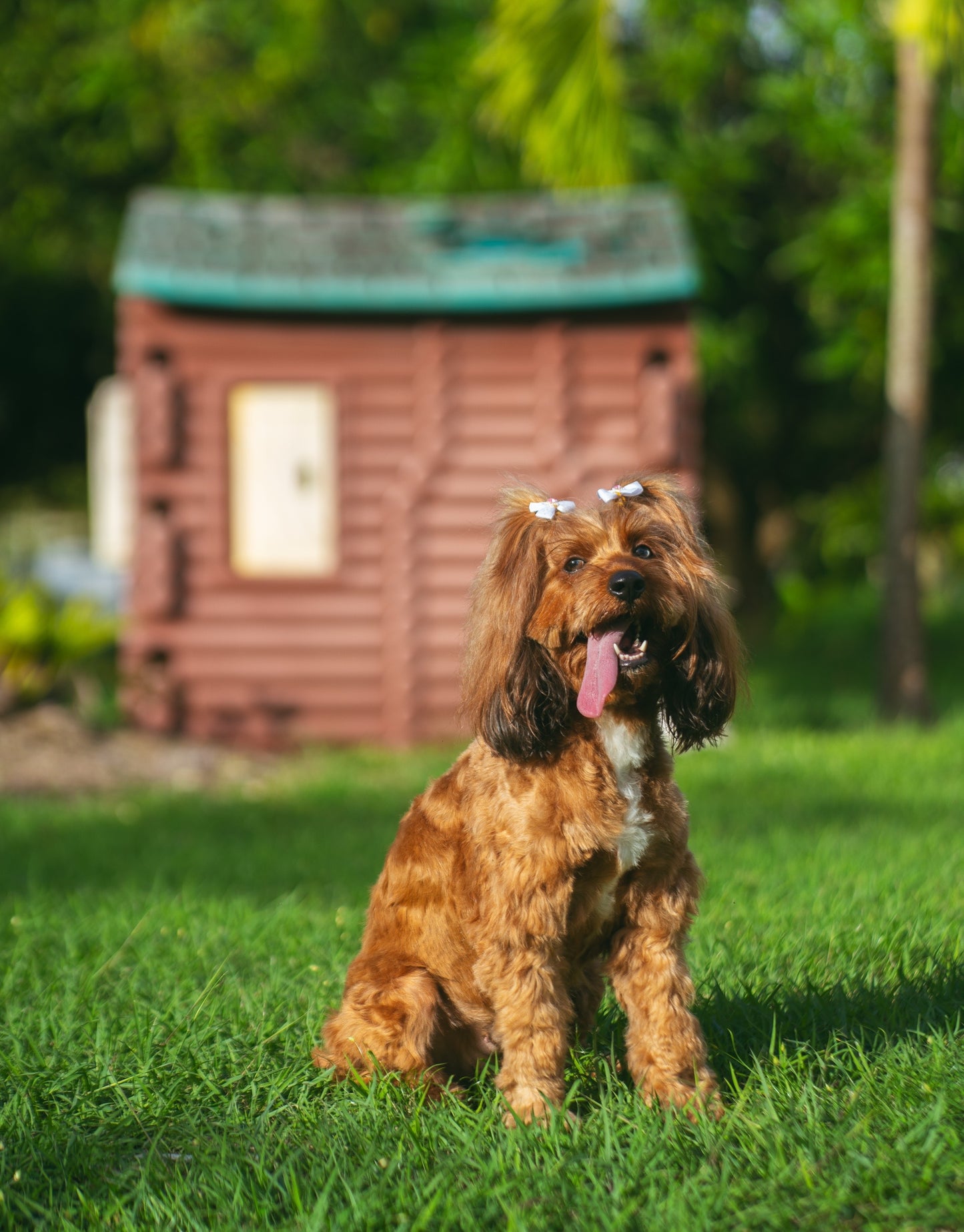 Photography Services | Specialising in Dog Portraits