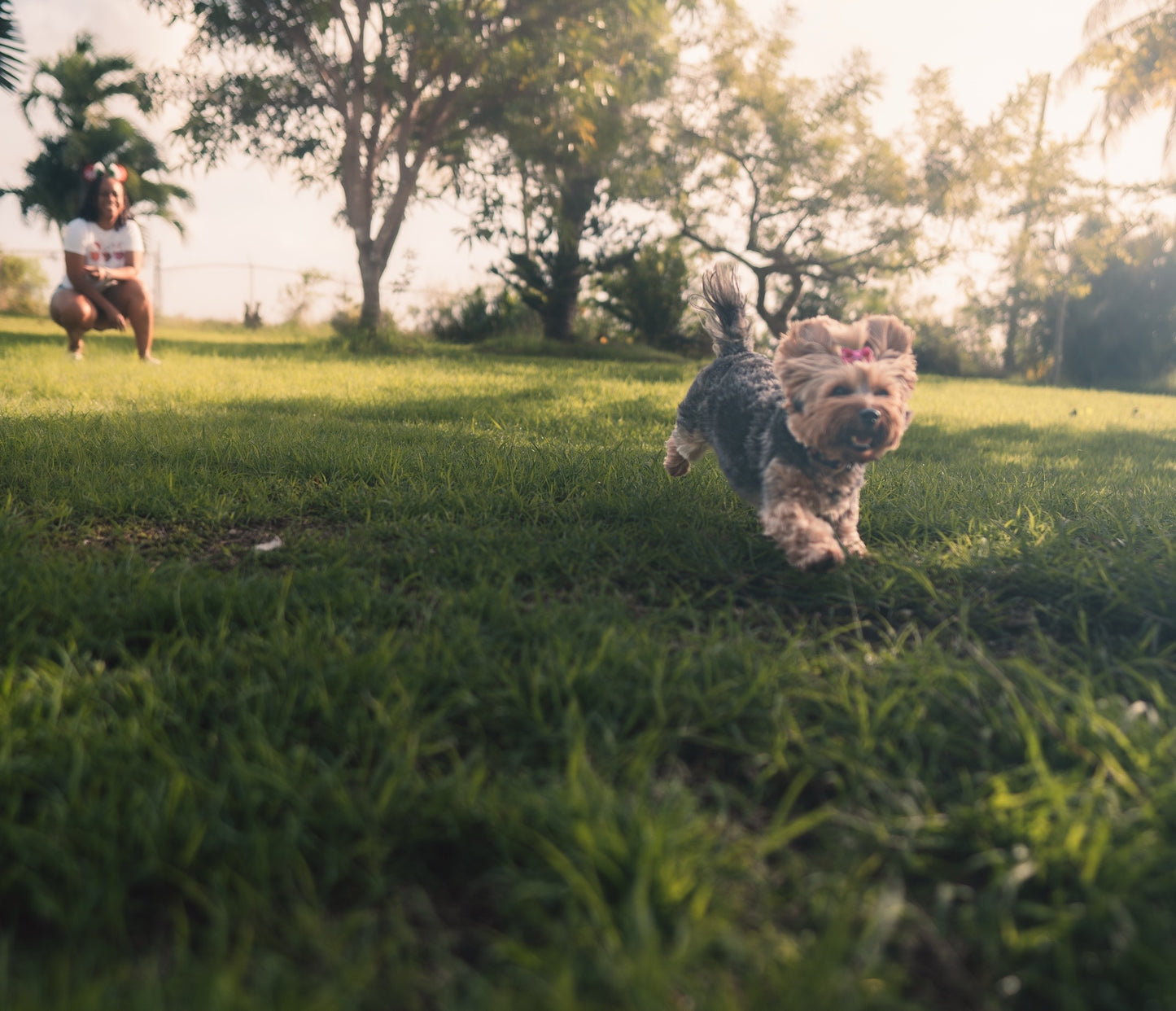 Photography Services | Specialising in Dog Portraits