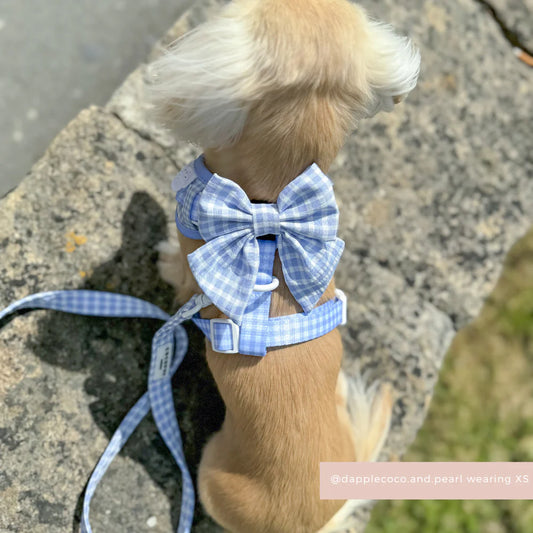 English Blue Leash
