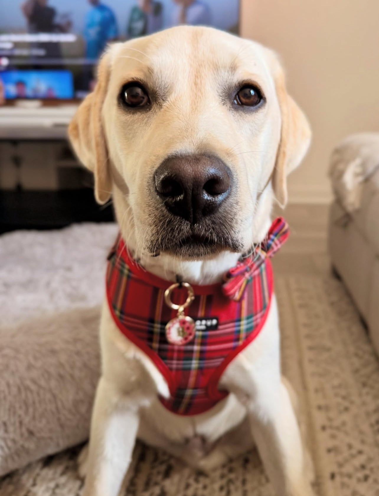 Tartan Harness