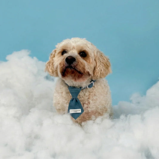 Cloud Nine Dog Tie