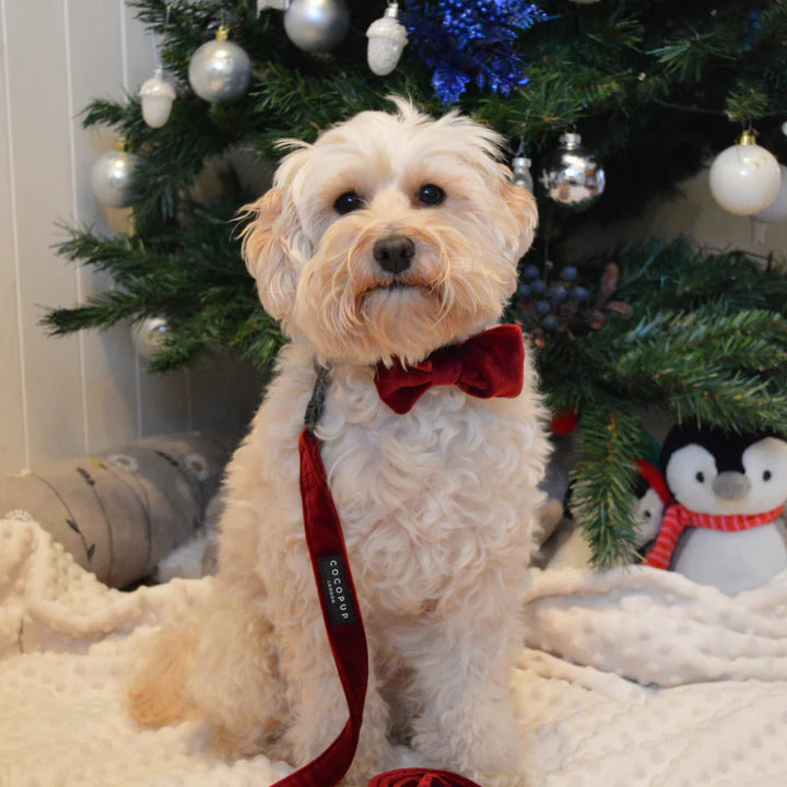 Luxe Red Velvet Leash