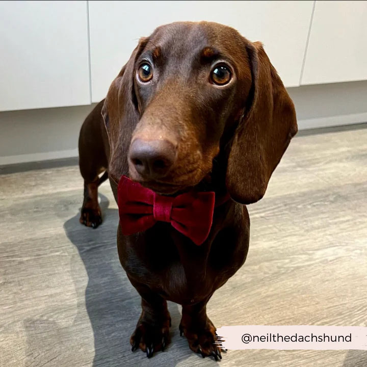 Luxe Red Velvet Bow Tie