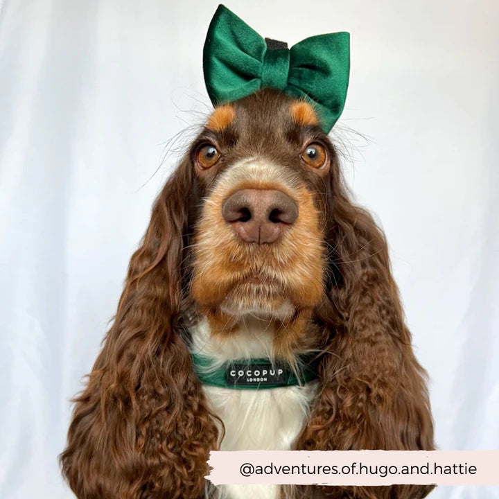 Luxe Green Velvet Collar