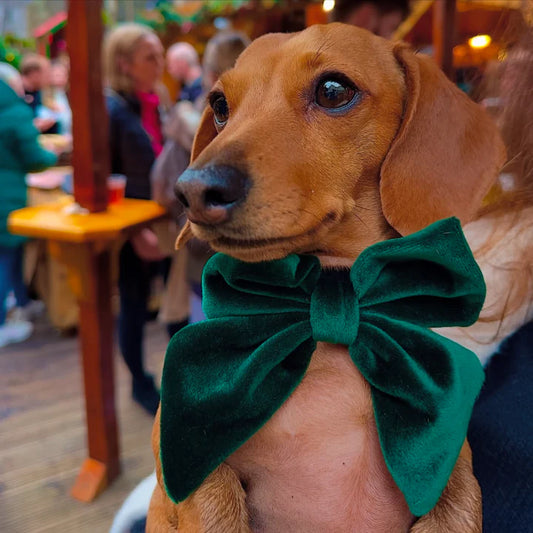 Luxe Green Velvet Sailor Bow Tie