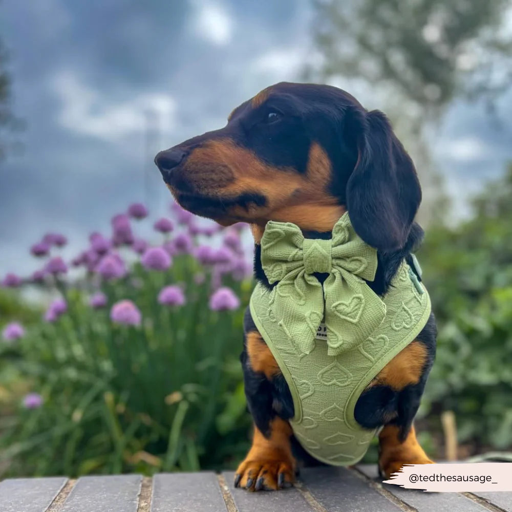 Sage Heart - Adjustable Dog Harness