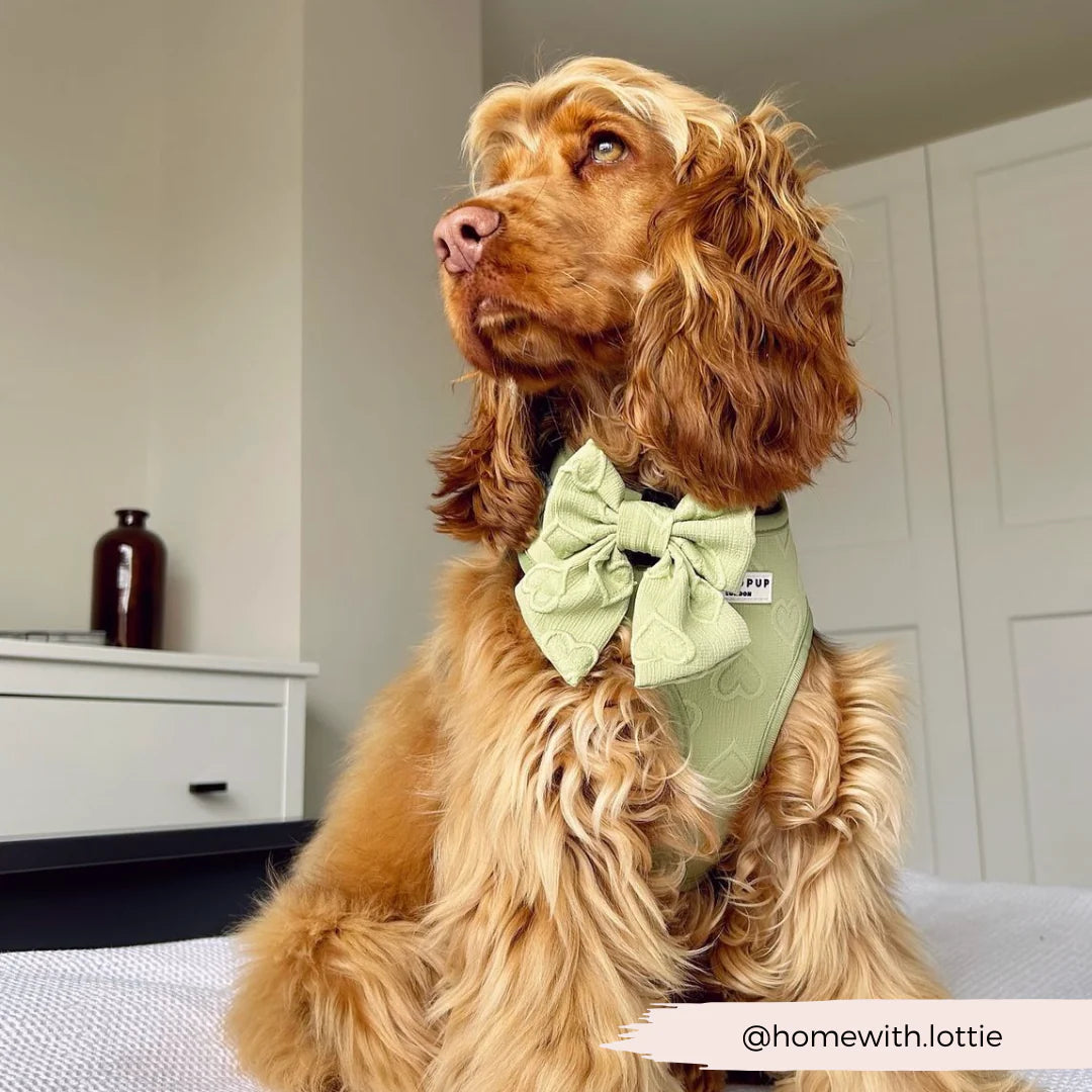 Sage Heart - Adjustable Dog Harness