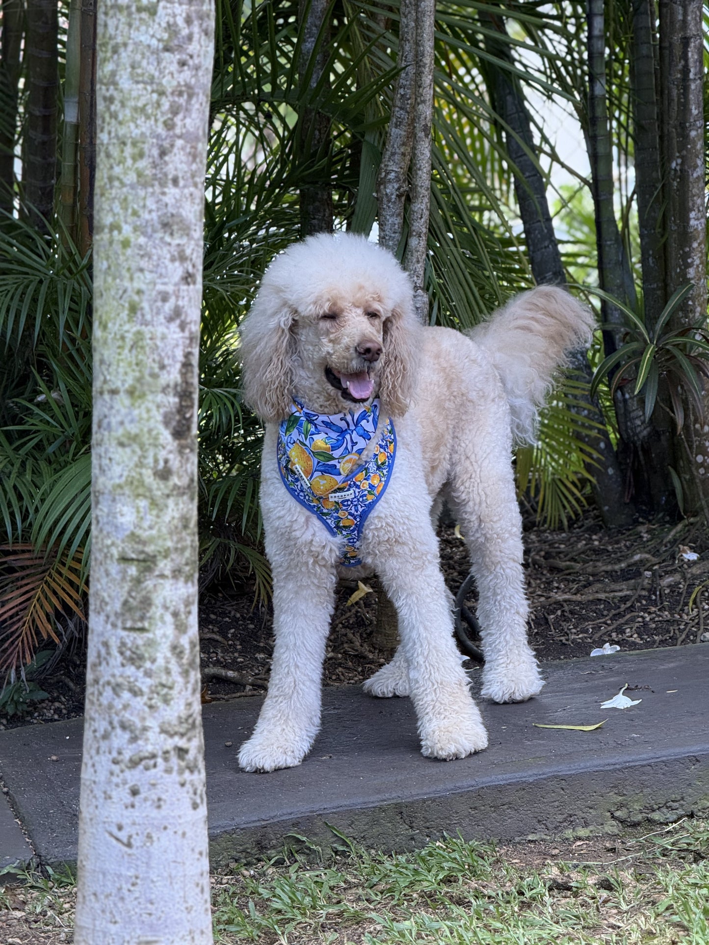 Amalfi Harness