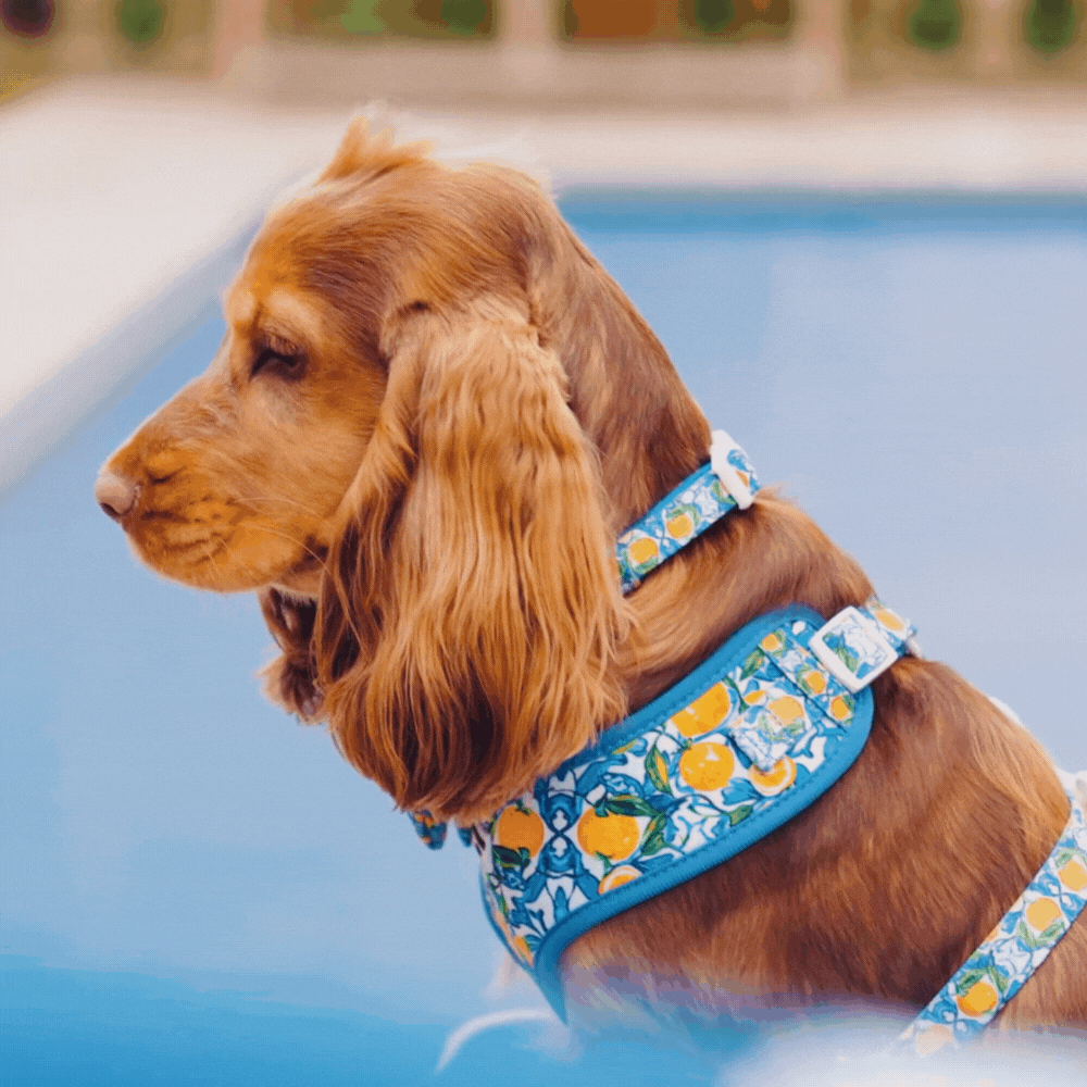 Amalfi Harness