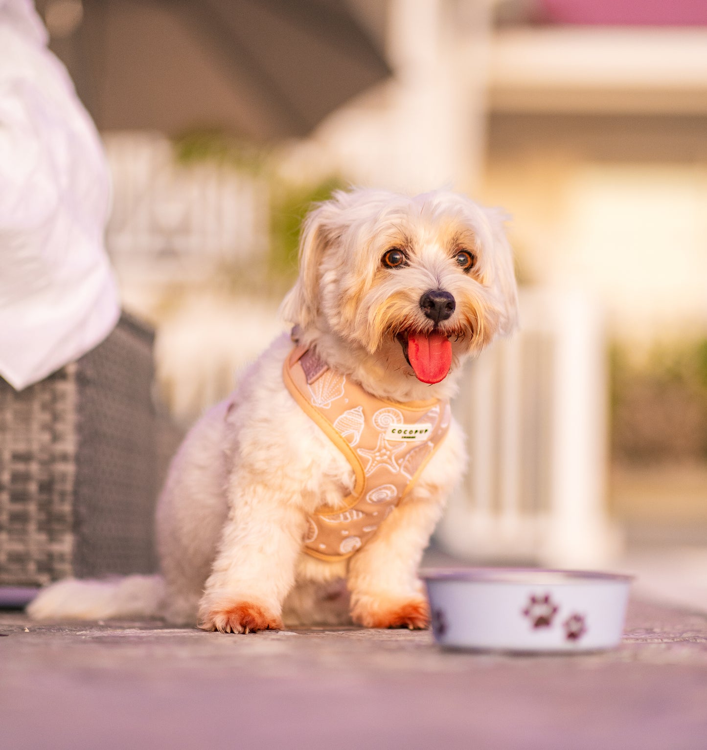 Photography Services | Specialising in Dog Portraits