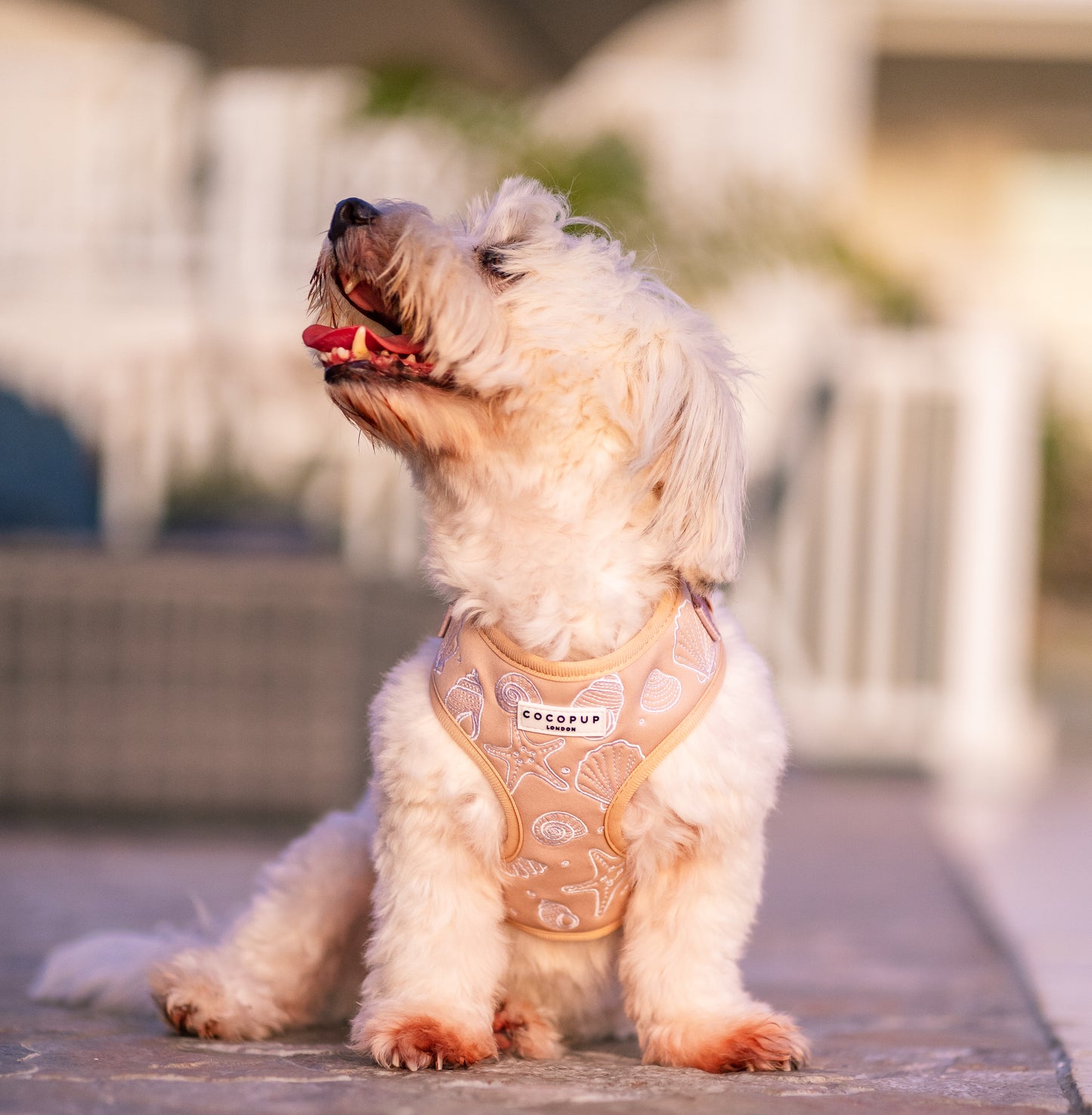 Photography Services | Specialising in Dog Portraits