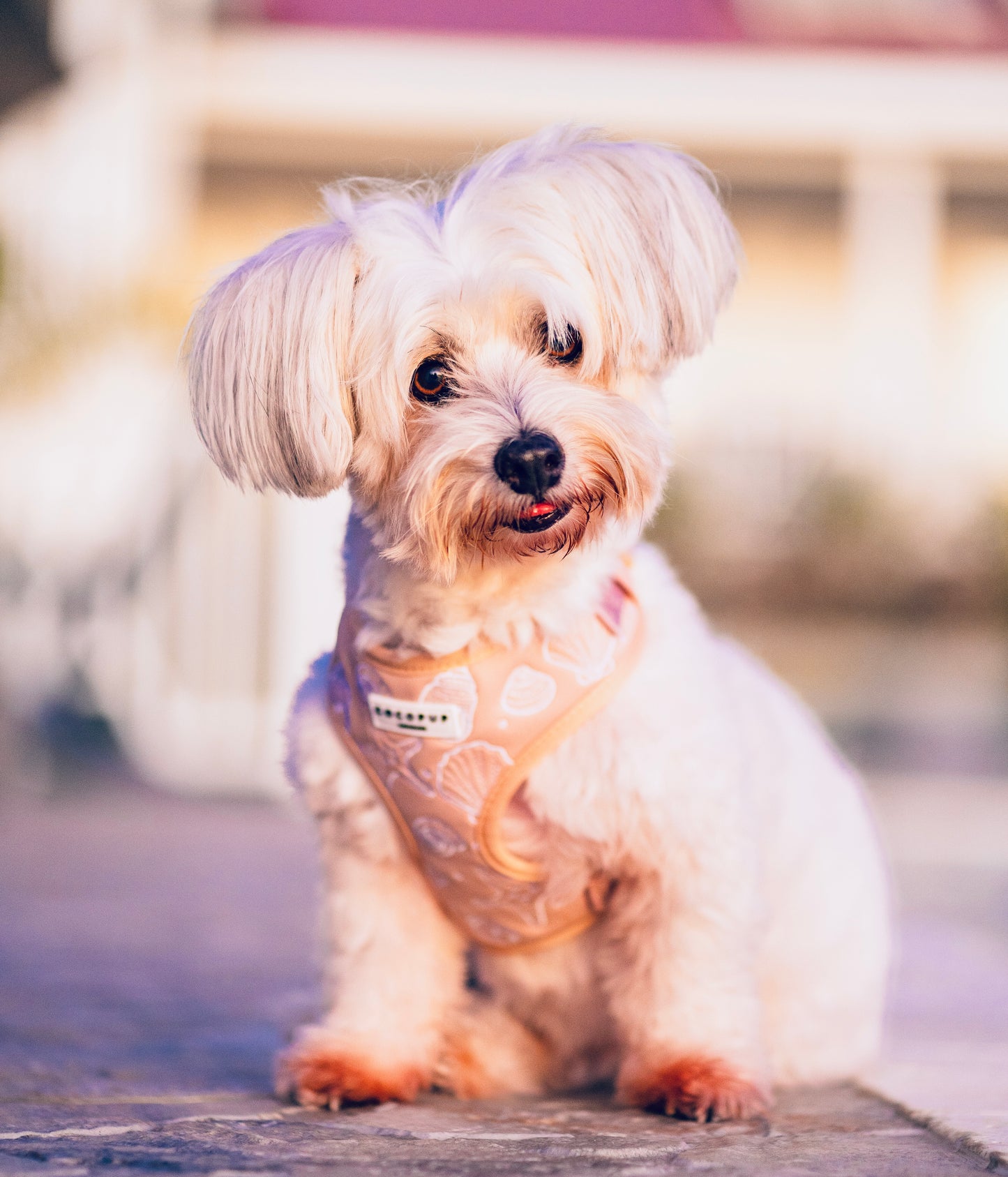 Photography Services | Specialising in Dog Portraits