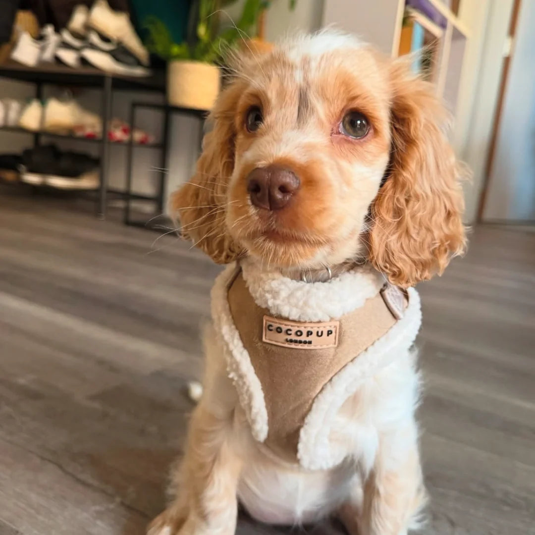 Nude Aviator - Adjustable Dog Harness