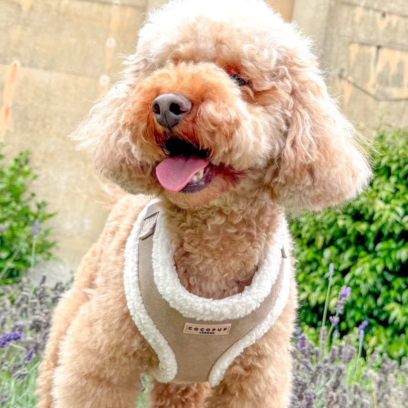 Nude Aviator - Adjustable Dog Harness