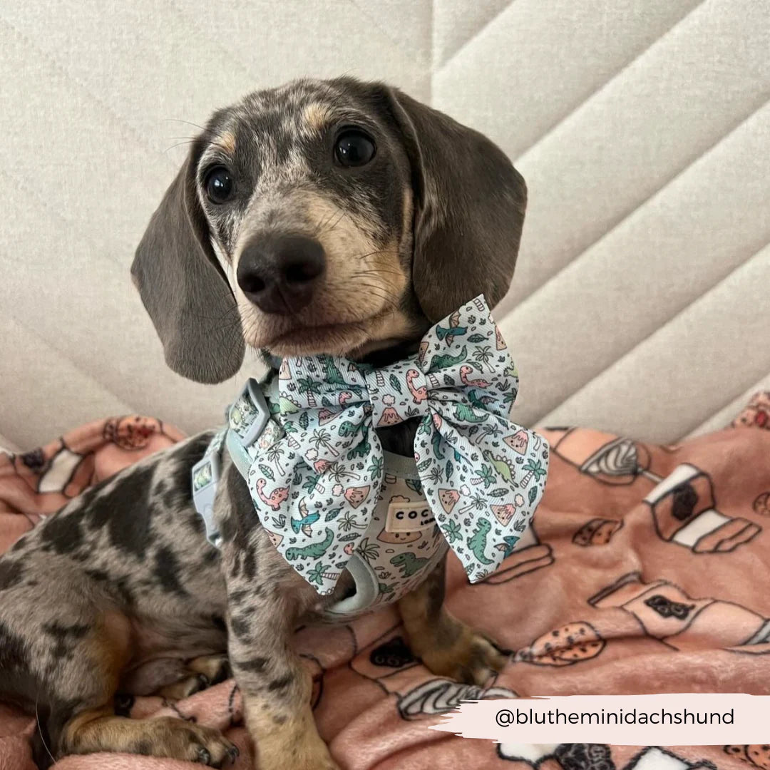 Dino-Paw Sailor Bow Tie