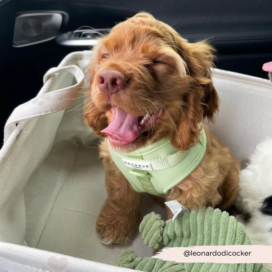 Matcha Harness - Surf’s Up! 🏖️