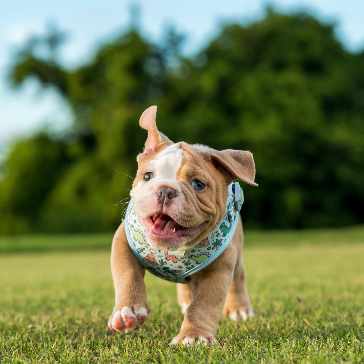Photography Services | Specialising in Dog Portraits