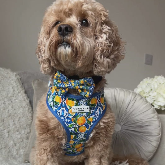 Amalfi Bow Tie
