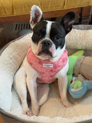 Peony - Adjustable Dog Harness
