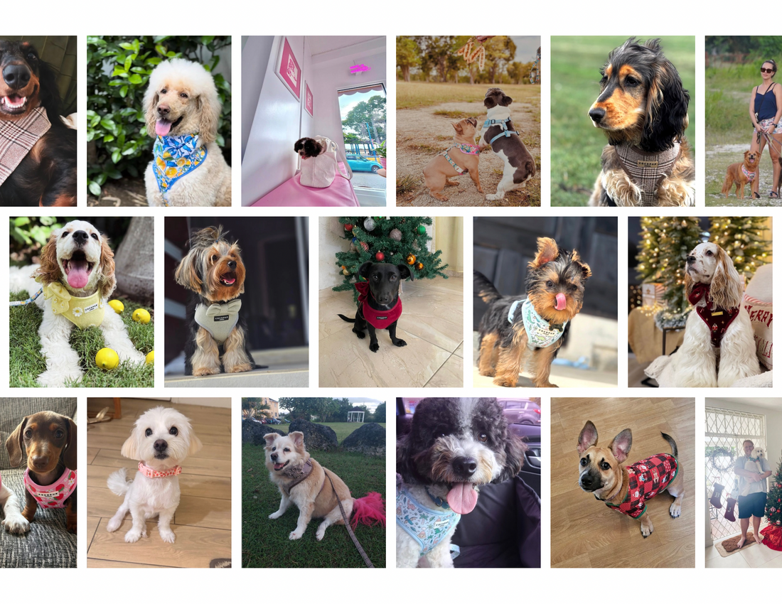 Woofify Pack Gallery 🐾