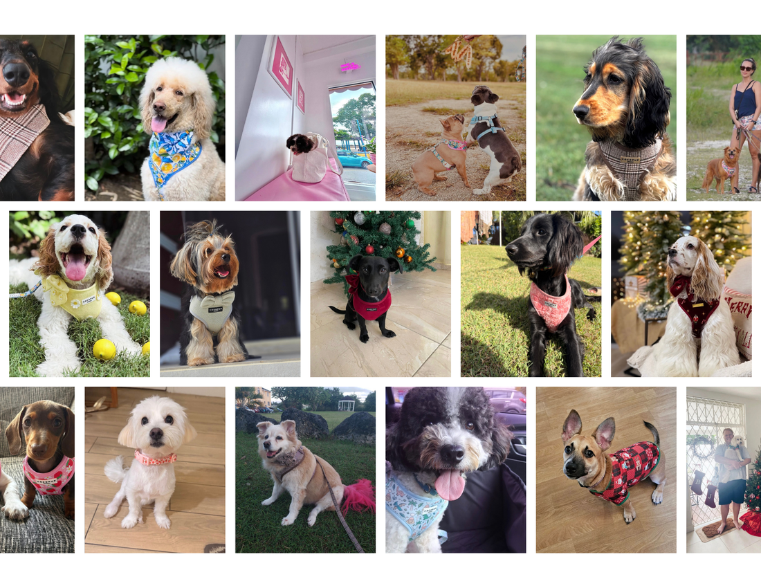 Woofify Pack Gallery 🐾