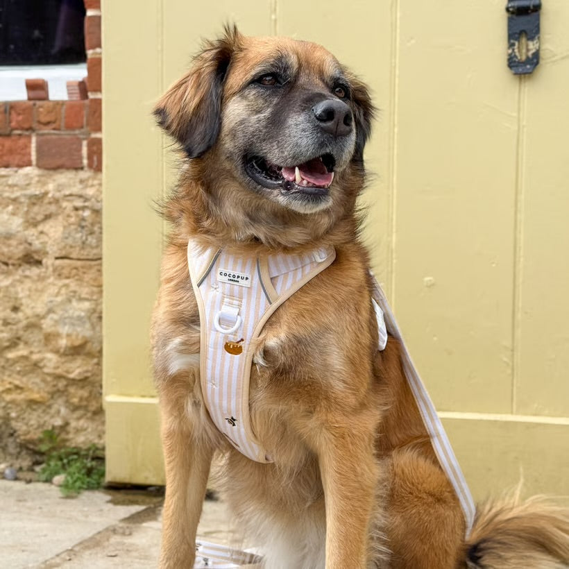Honey Meadow Explore Harness - XL