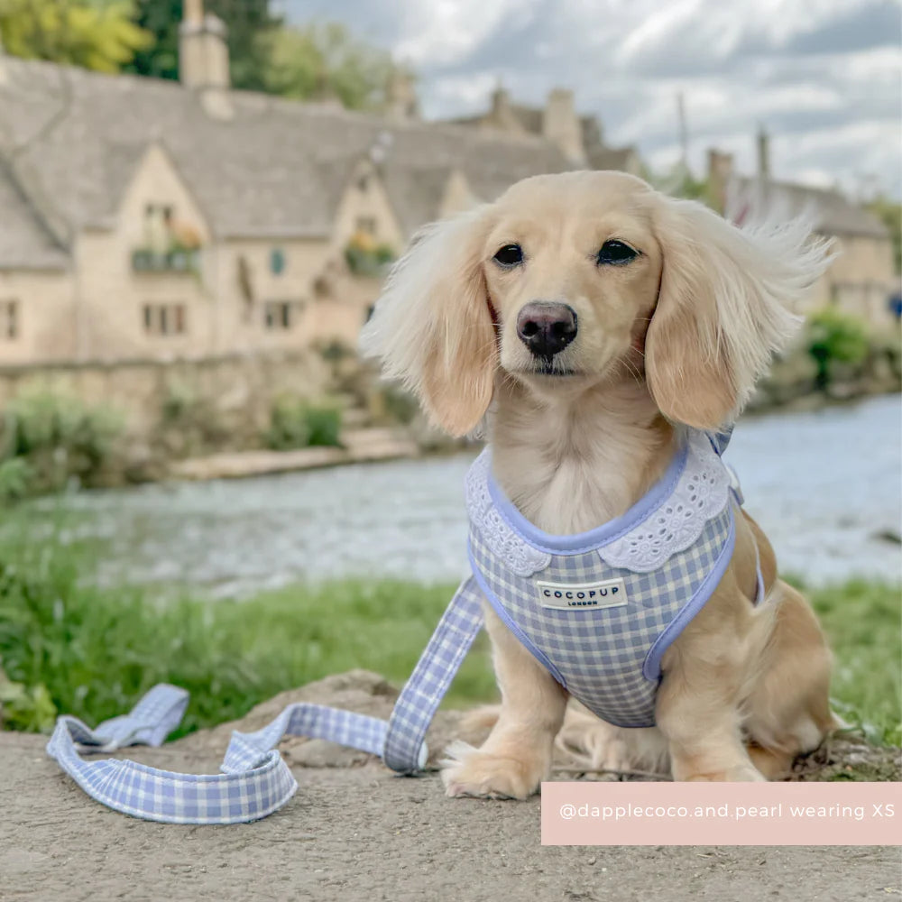 English Blue Harness