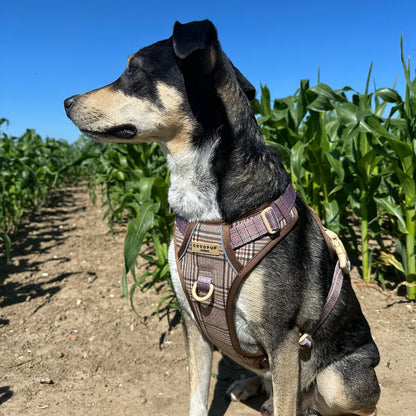 Pup Plaid Explore Harness - XL
