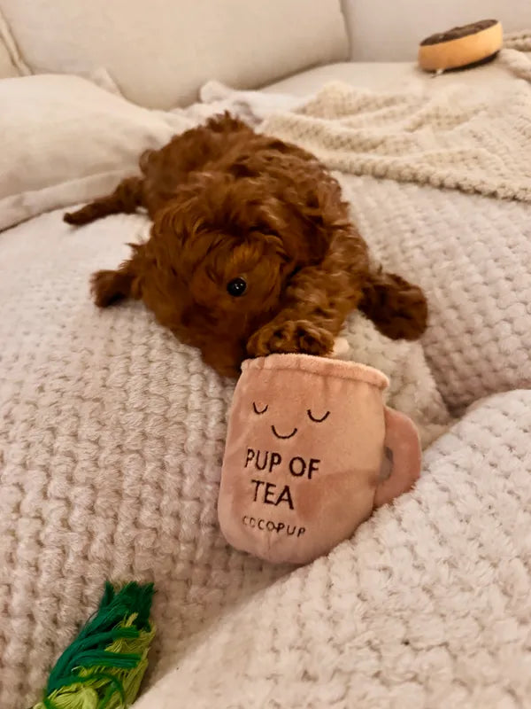 Pup of Tea Dog Toy