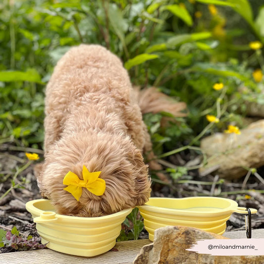 Heart Dog Bowl - Portable & Collapsible (Yellow)