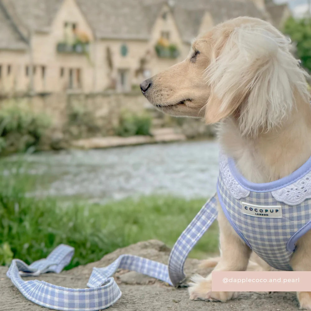 English Blue Leash