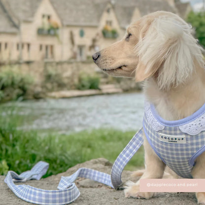 English Blue Leash
