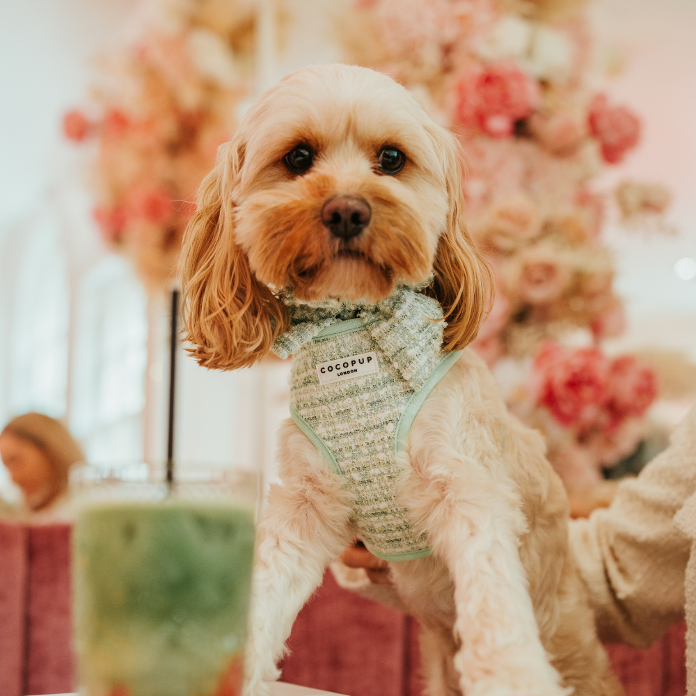 Matcha Tweed Sailor Bow Tie - Bridgerton
