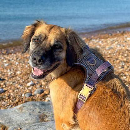 Pup Plaid Explore Harness - XL