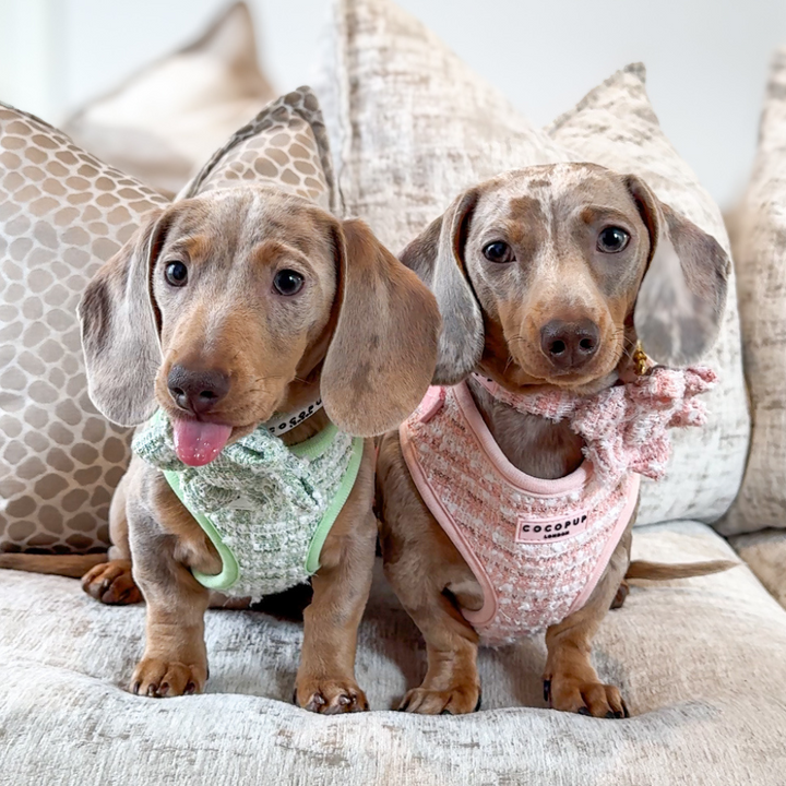Matcha Tweed Harness - Bridgerton