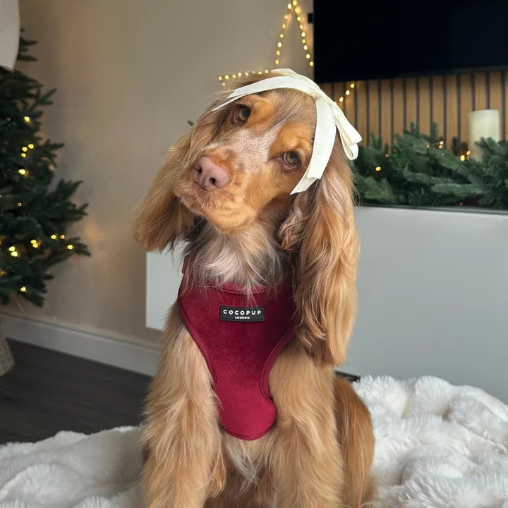 Luxe Red Velvet Harness