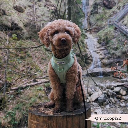Matcha Harness - Surf’s Up! 🏖️
