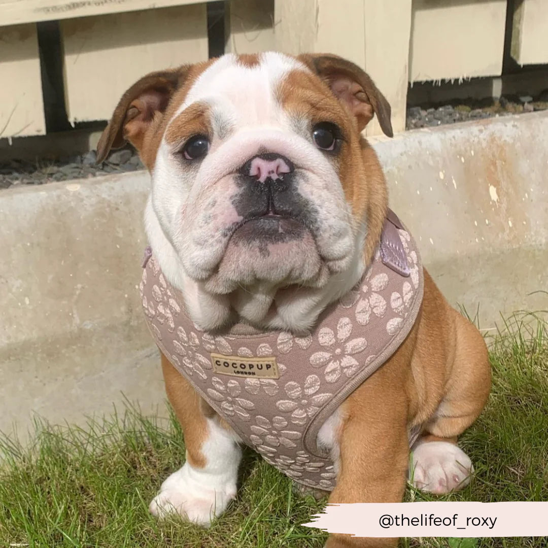 Mocha Flower Harness