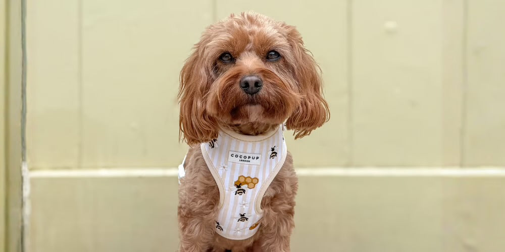 Honey Meadow Harness