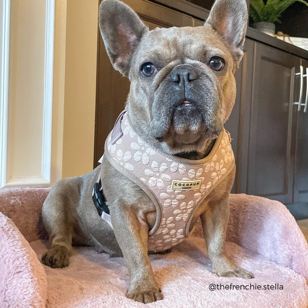 Mocha Flower Harness