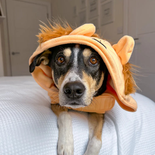 Roary The Lion Dog Bathrobe