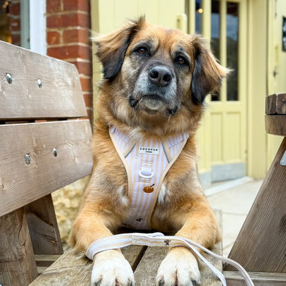 Honey Meadow Explore Harness - XL