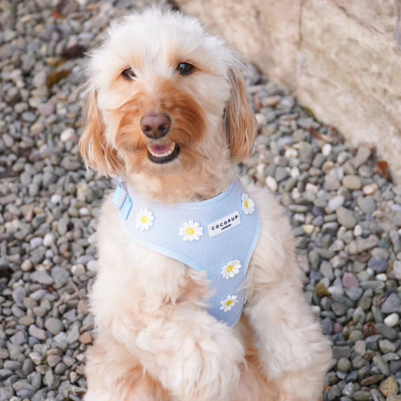 Blue Daisy Dream Harness