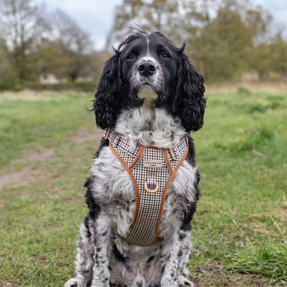 Heritage Explore - XL - Adjustable Dog Harness