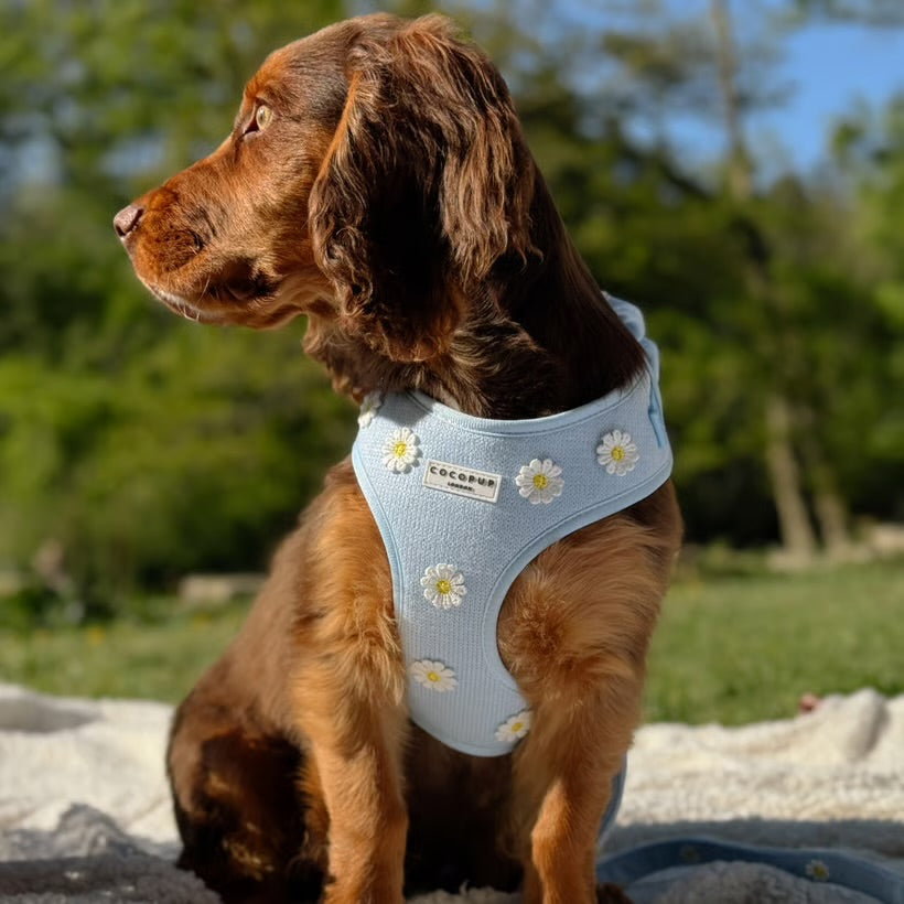Blue Daisy Dream Harness