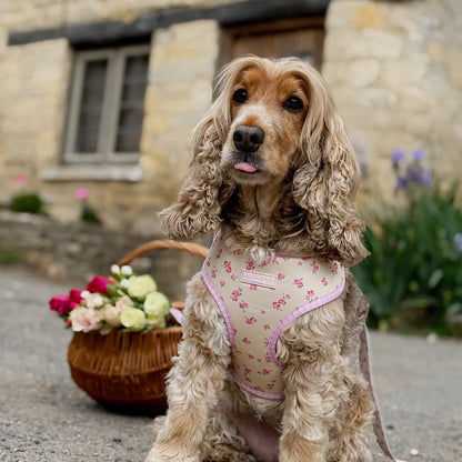 English Rose Harness