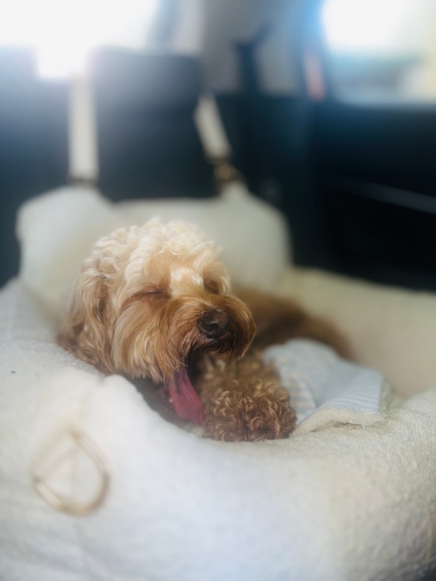 Bouclé Luxury Dog Car Seat (Accepting Pre-Orders)