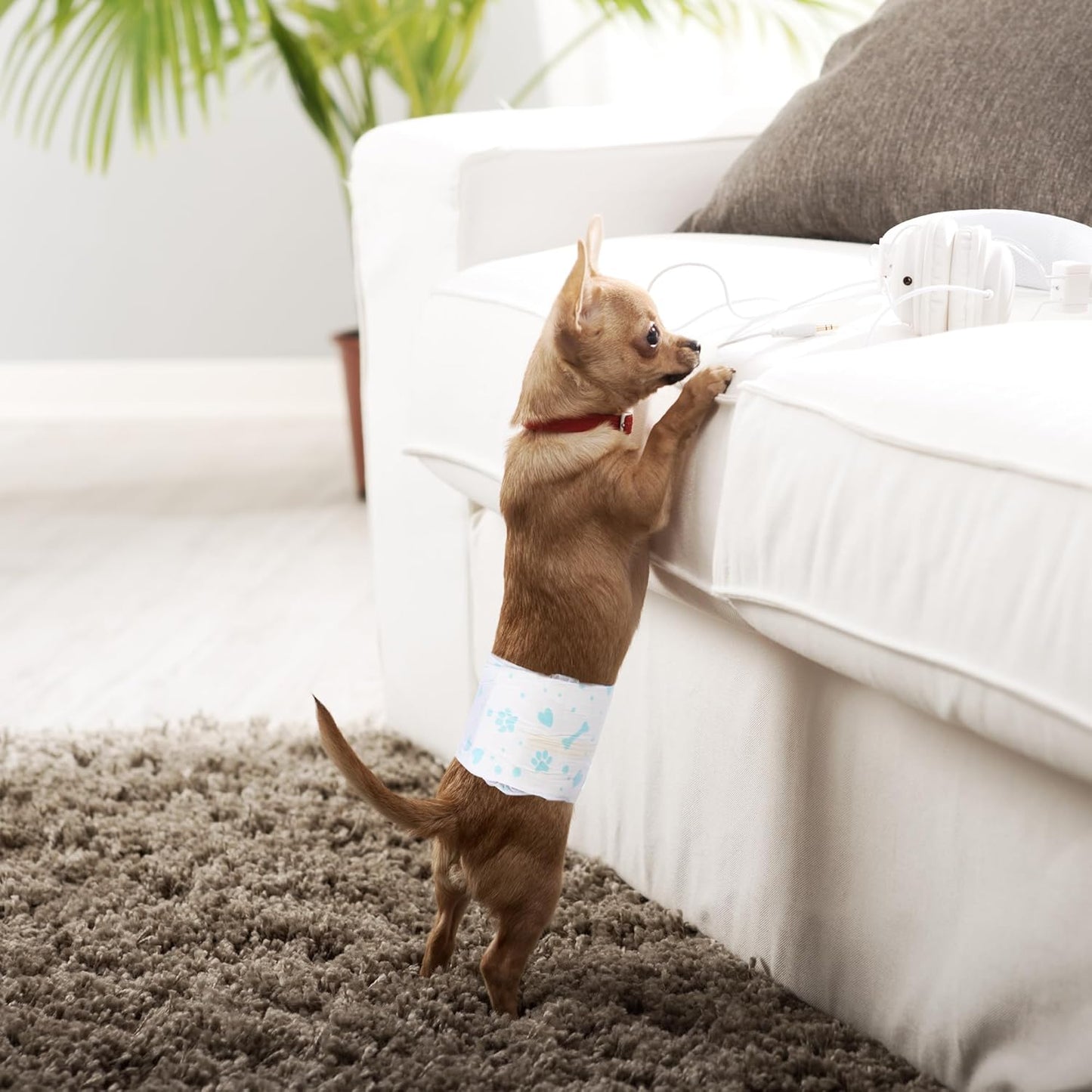 Dog Belly Wrap Diapers (Disposable) - Male