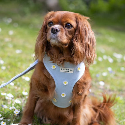 Blue Daisy Dream Harness