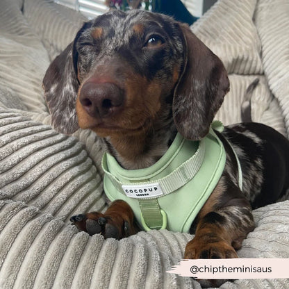 Matcha Harness - Surf’s Up! 🏖️